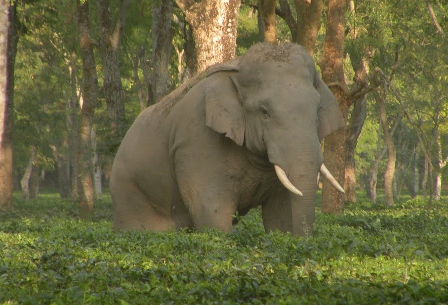 108 houses destroyed by elephant in 2015