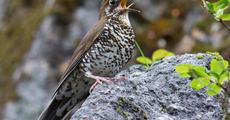 New species of bird discovered in Arunachal Pradesh