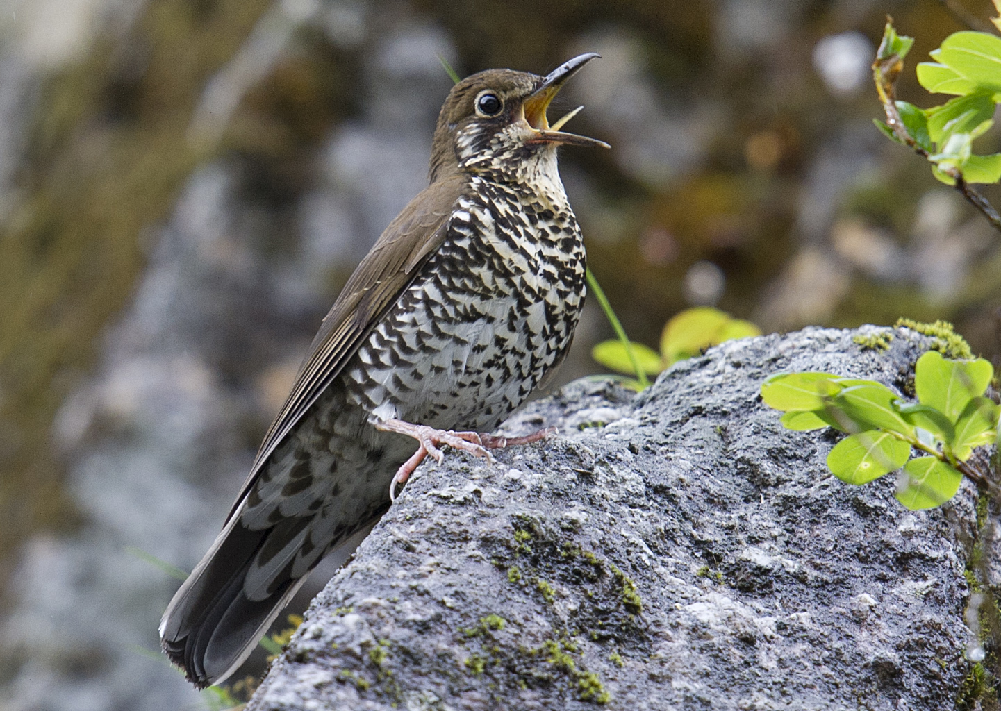 New species of bird discovered in Arunachal Pradesh