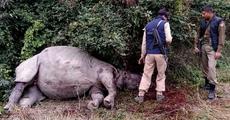 Rhino killed in KNP