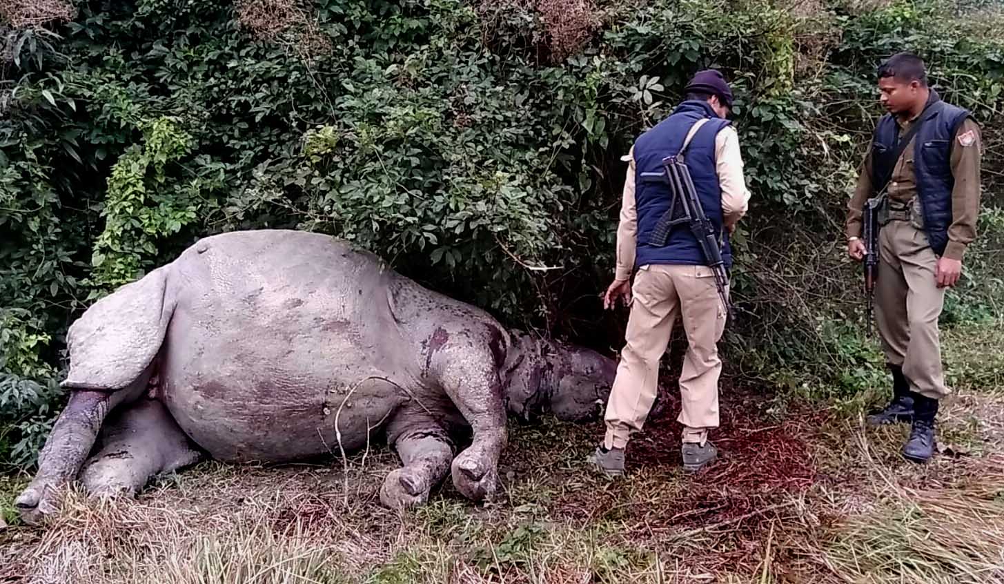 Rhino killed in KNP