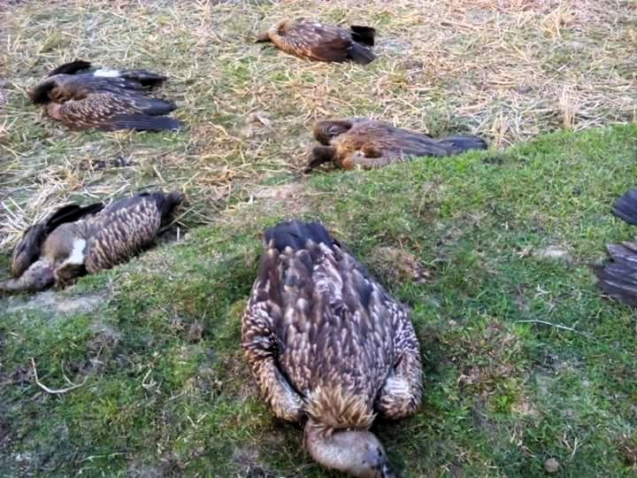 Six Himalayan vultures killed in Darrang 