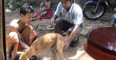 Early birds continues street dog rabies free programme
