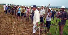Massive plantation in Bongaogain