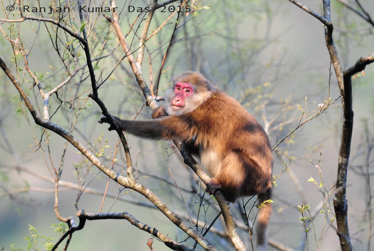 New primate discovered 