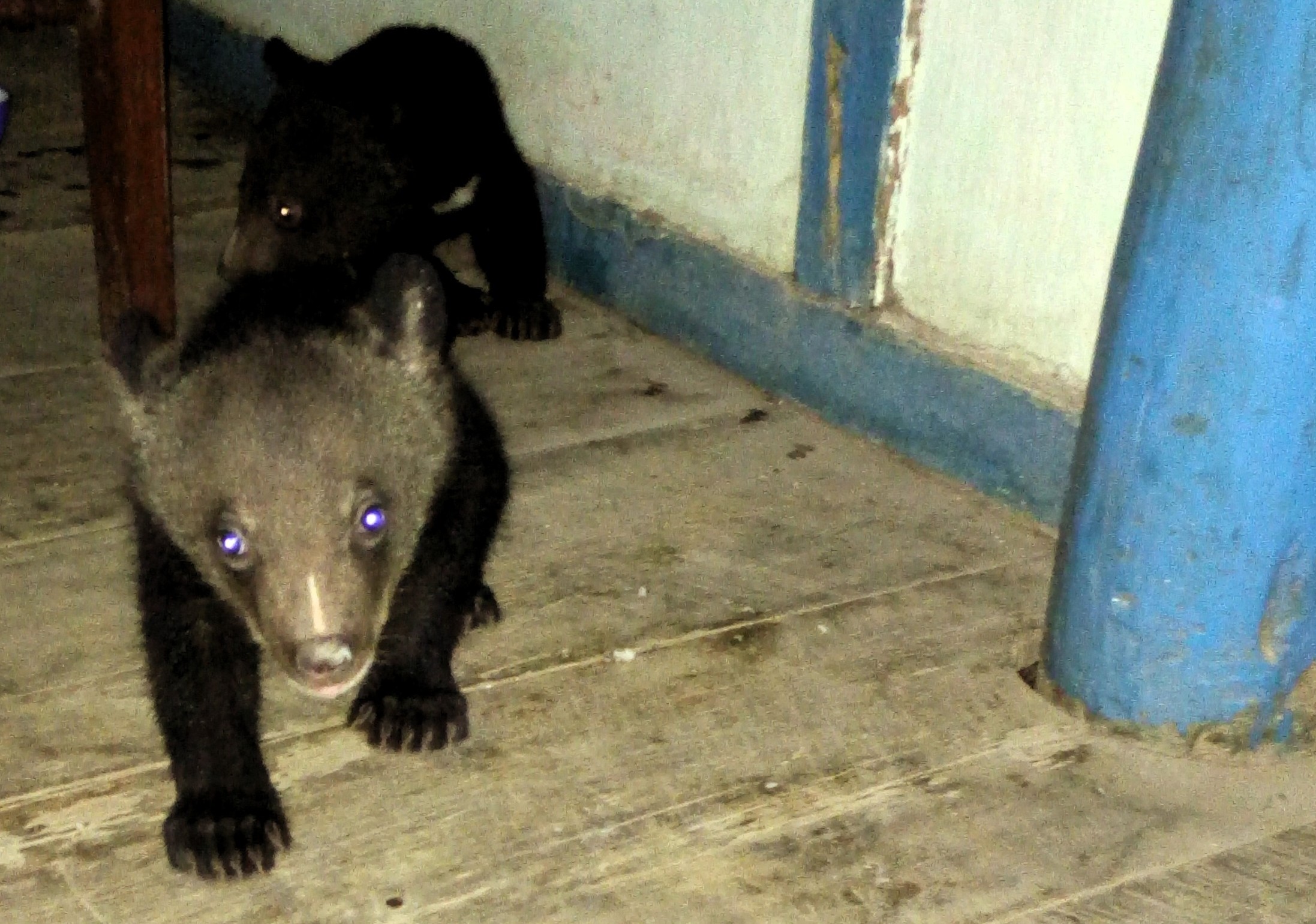 Pair of baby Himalayan bear rescued in Udalguri