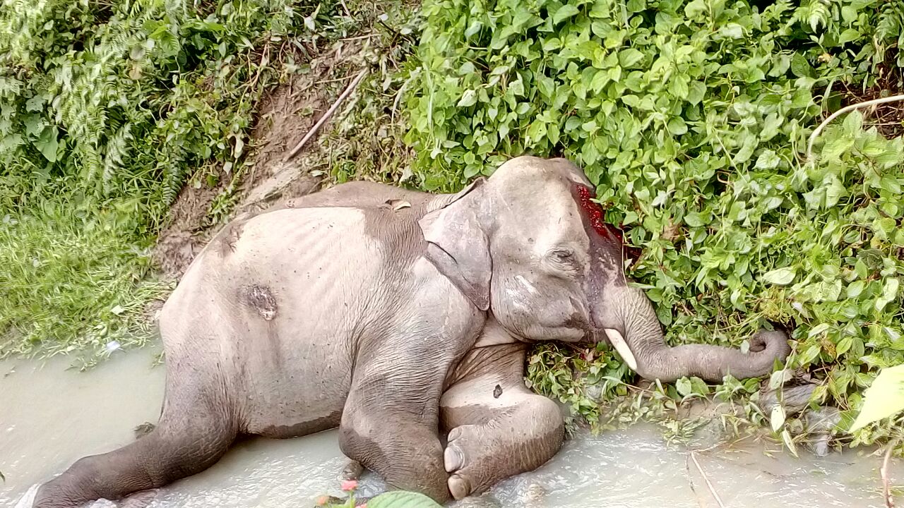 Delhi CM tweets for treatment of a dying tusker