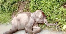  Injured wild pachyderm remains in agony