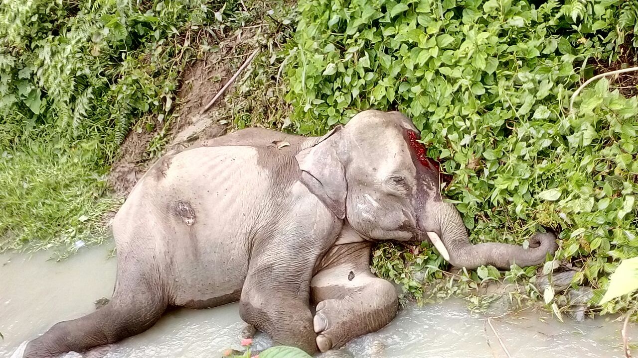  Injured wild pachyderm remains in agony