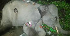 Baby wild tusker succums to injury in Udalguri