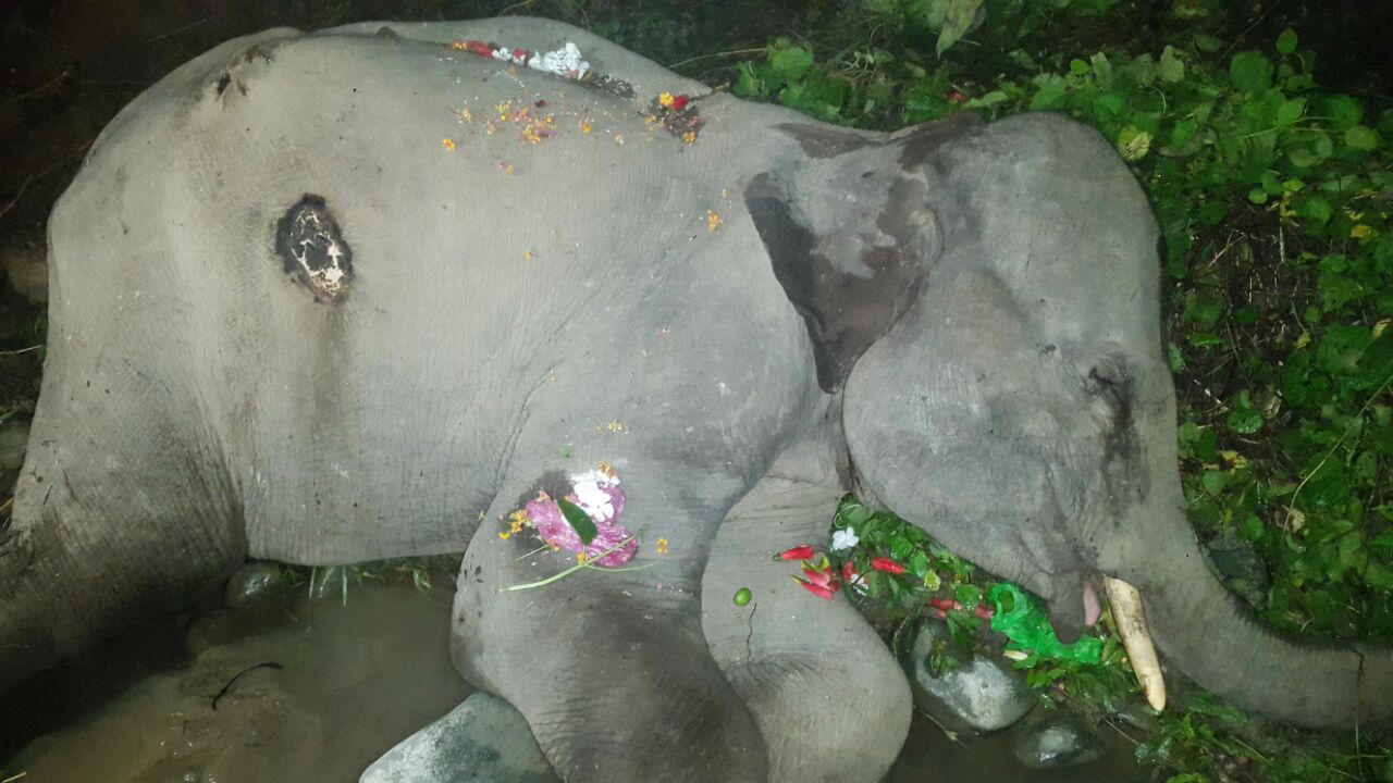 Baby wild tusker succums to injury in Udalguri