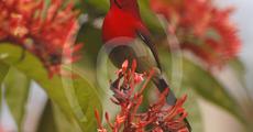 Beautiful bird at Nambor