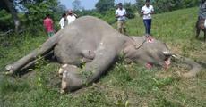 Shocking! Elephant electrocuted 