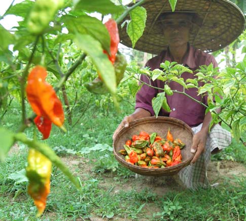 Bhut Jolokia production at a Sivasagar firm