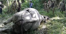 Rhino killed at Kaziranga National Park