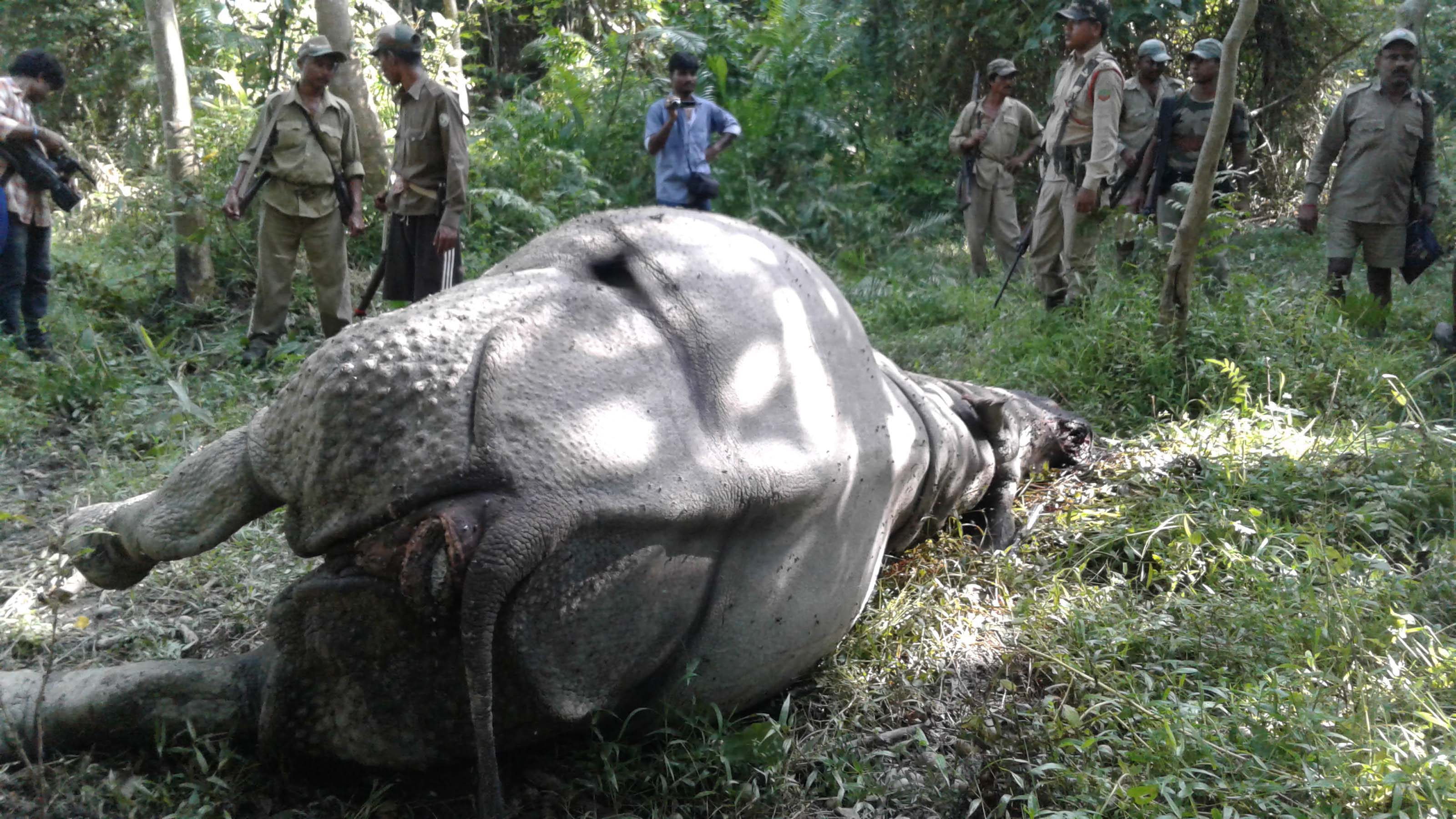Rhino killed at Kaziranga National Park