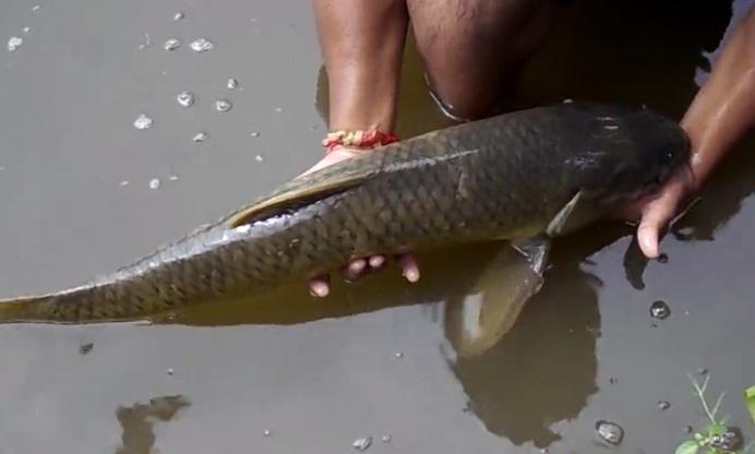 Massive fish death in Lakhimpur Min Mahal