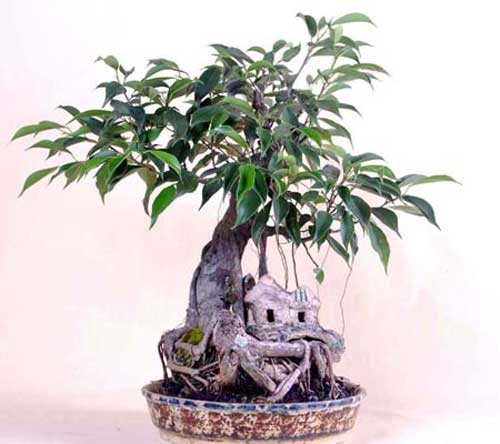 Rare exhibition of different art forms organized in the city