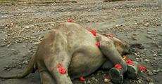 Wild elephant poisoned to death in Udalguri