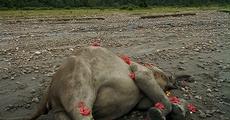 Wild elephant dies