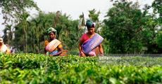 NGO endorses Udalguri tea growers' body