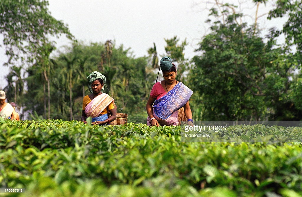 NGO endorses Udalguri tea growers' body