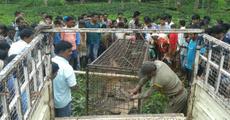 Leopard trapped in Geleky