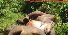 Elephants died by the naked  electricity wire