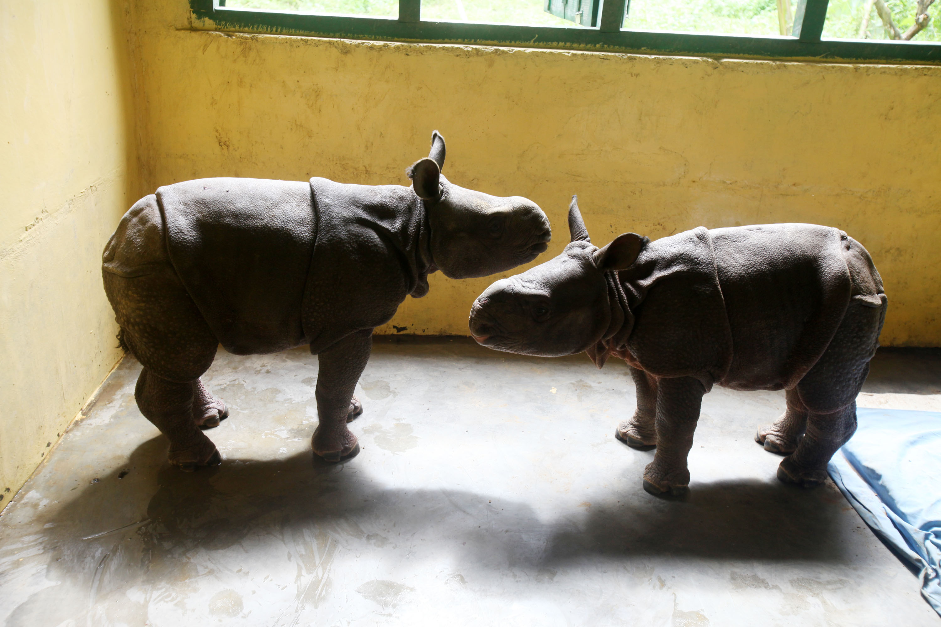 107 Wild rescue cases in Kaziranga Flood
