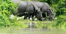 Rhino killing spree in Kaziranga