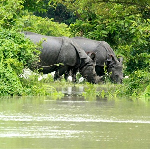 Rhino killing spree in Kaziranga
