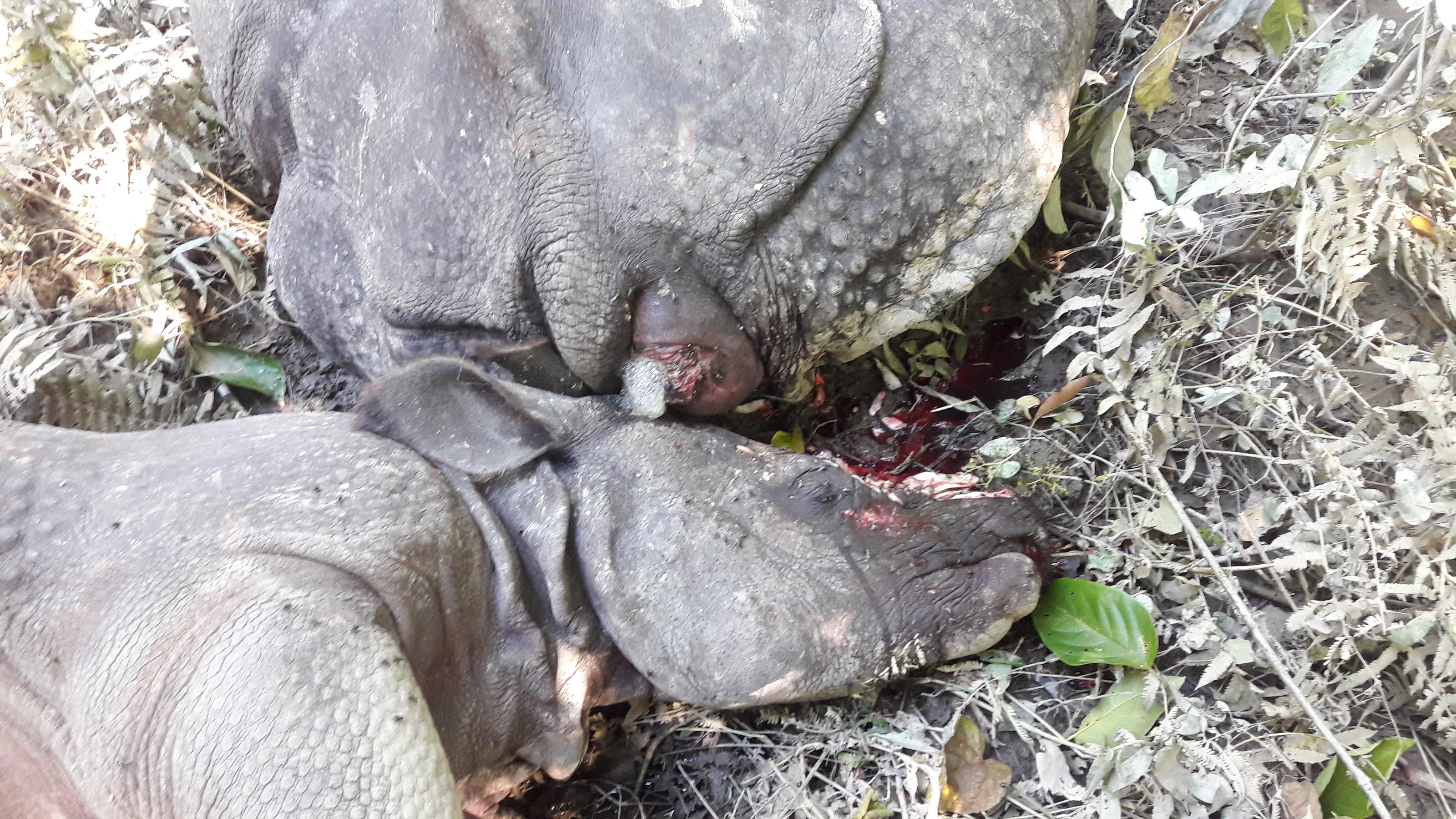 No halt in rhino poaching