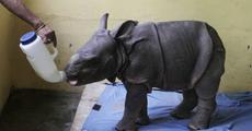 AJYCP adopts hapless rhino calf