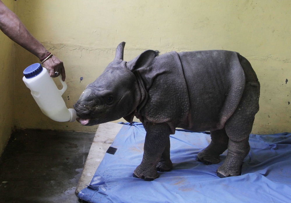 AJYCP adopts hapless rhino calf