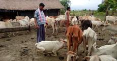 Post flood blues for cattle farming