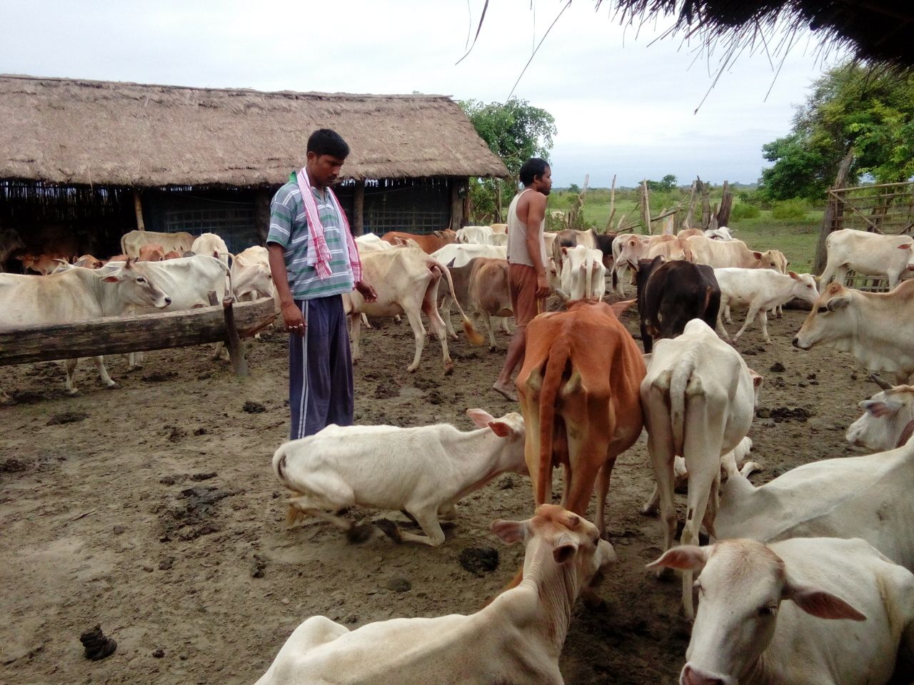 Post flood blues for cattle farming