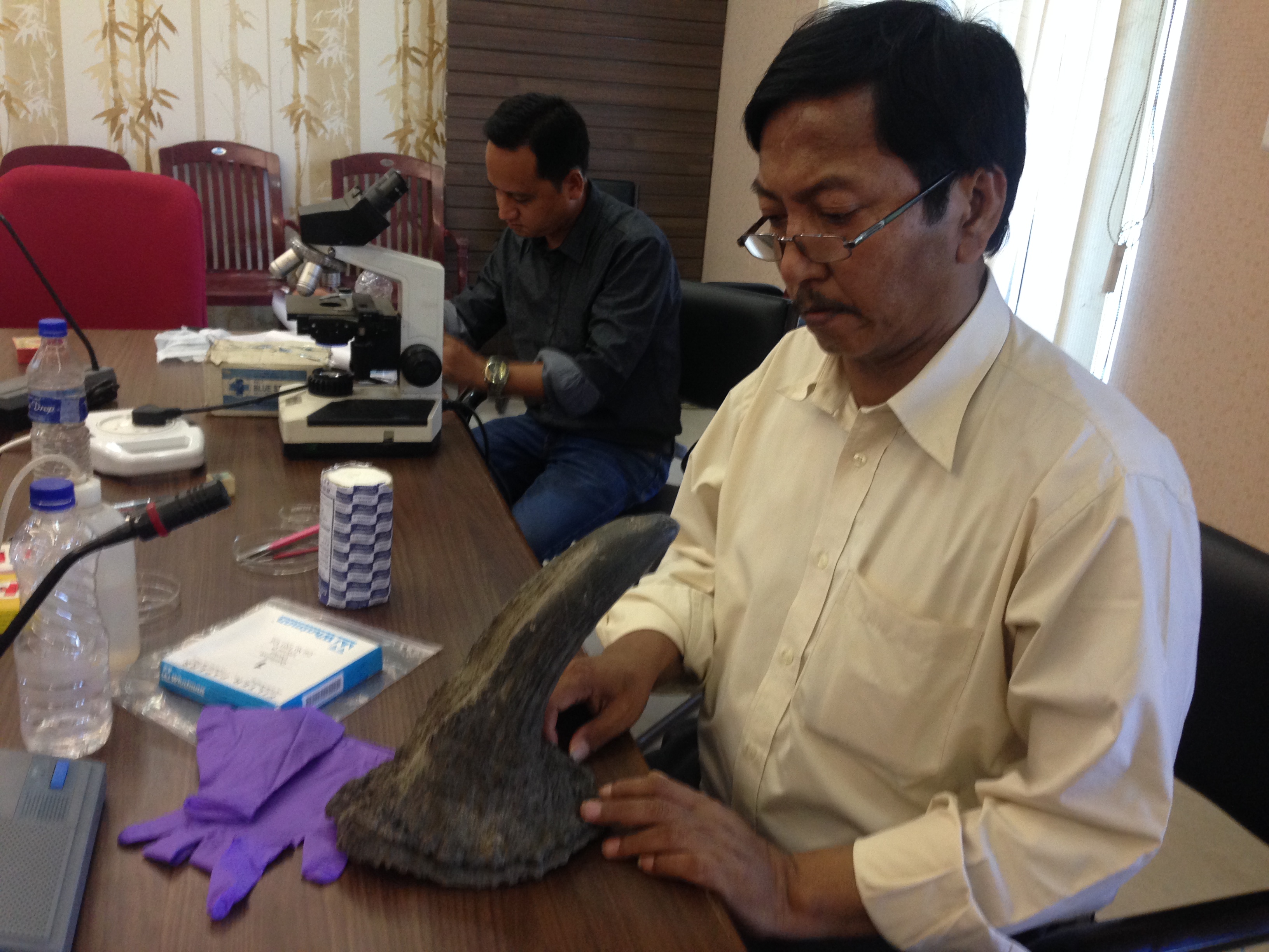Rhino horn verification underway