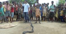 King cobra rescued & released