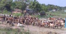 Cattle seized, smugglers arrested