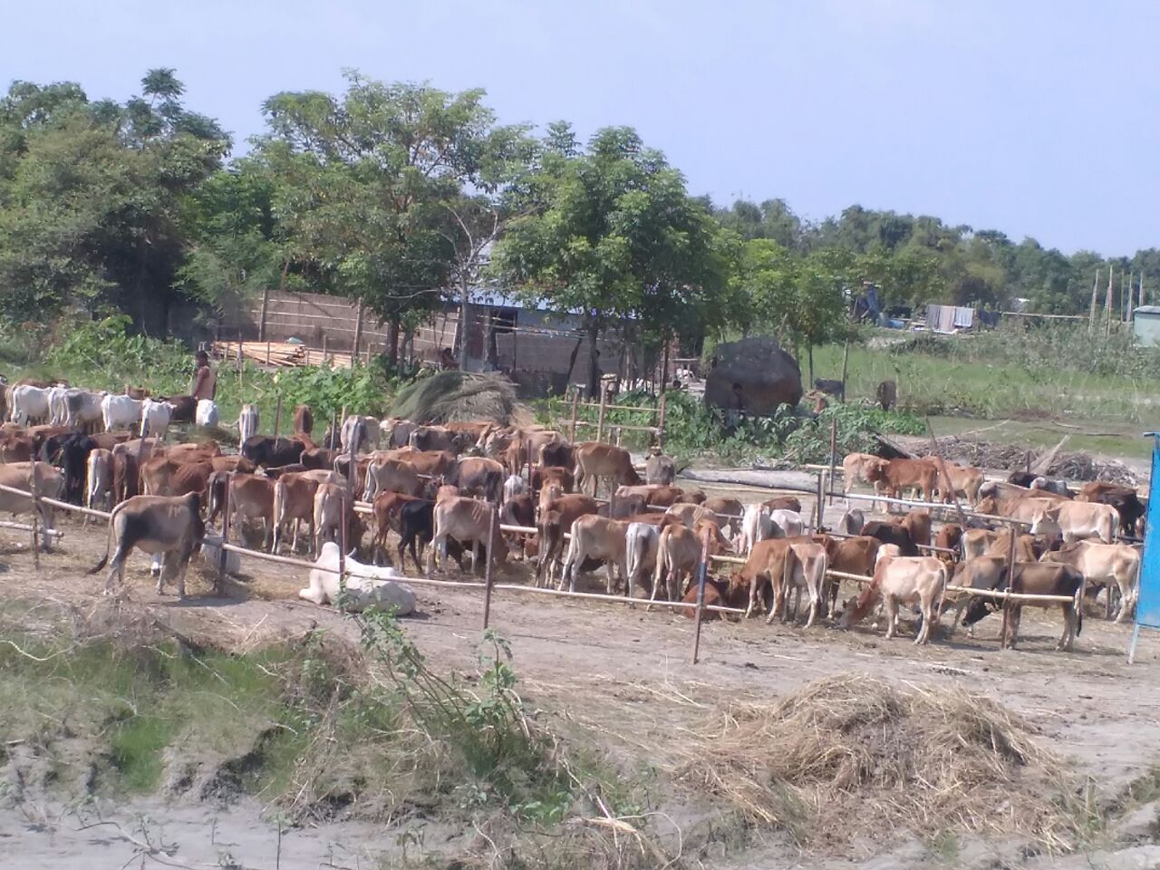 Cattle seized, smugglers arrested