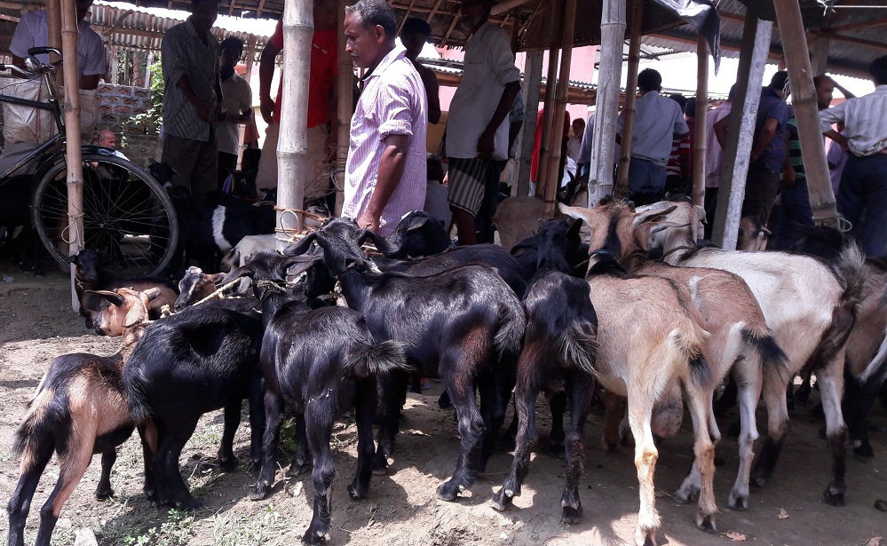 Goat prices up ahead of Bakrid