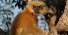 Golden langur World’s 25 Most Endangered Primates