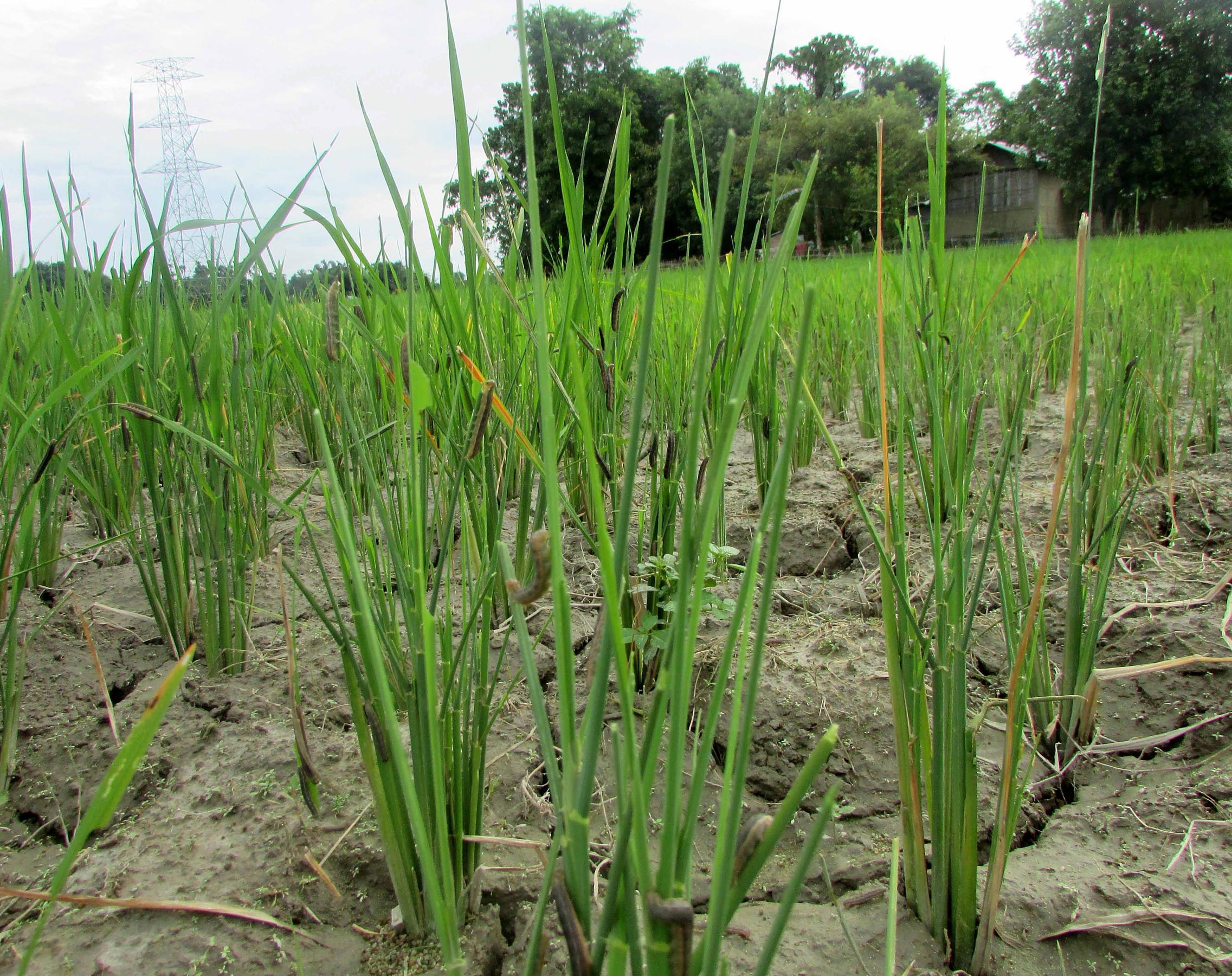 Armyworms leave farmers in dire-straits