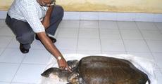 Turtles threatened in temple