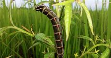 Govt facing heat of armyworms
