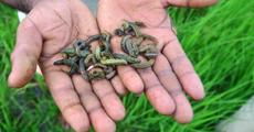 No respite from armyworms