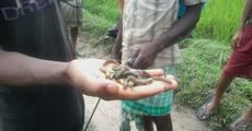 Phone-in-programme on armyworm on Sept 21