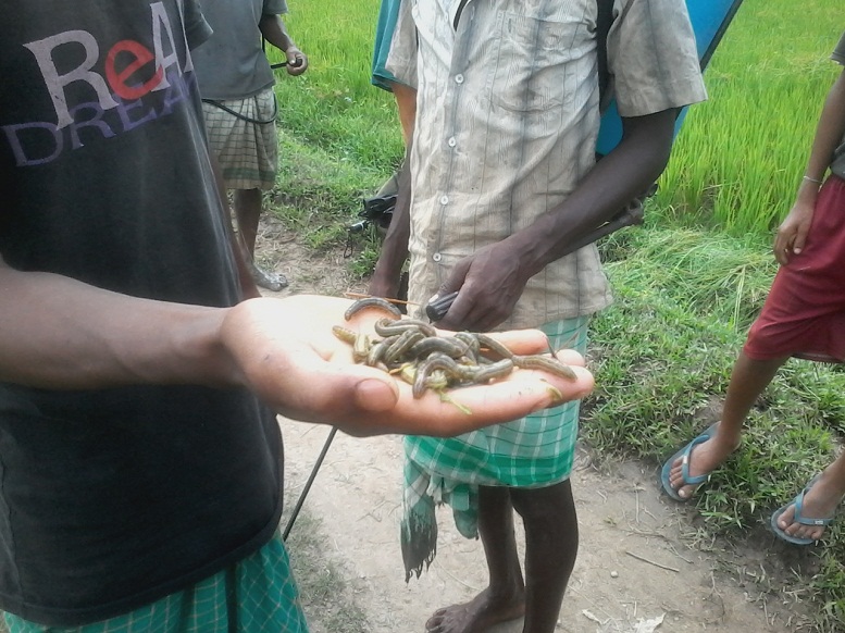 Phone-in-programme on armyworm on Sept 21