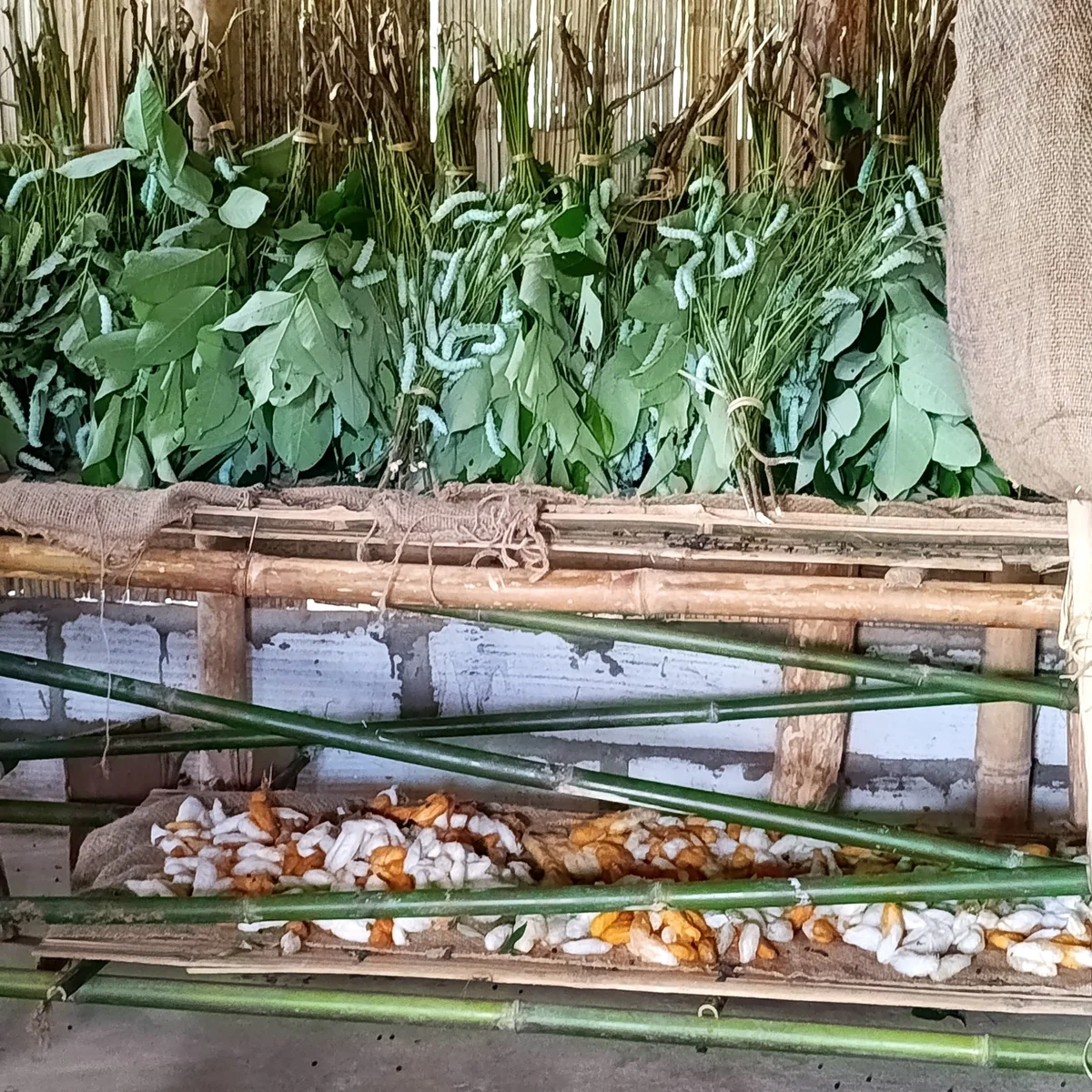 Shyntorbulia: A village beyond two rivers, waiting for development — photo 9