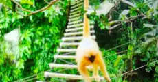 NTPC Bongaigaon supports canopy bridges to protect endangered Golden Langur